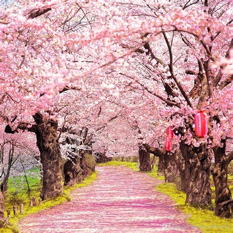 Cherry Blossom